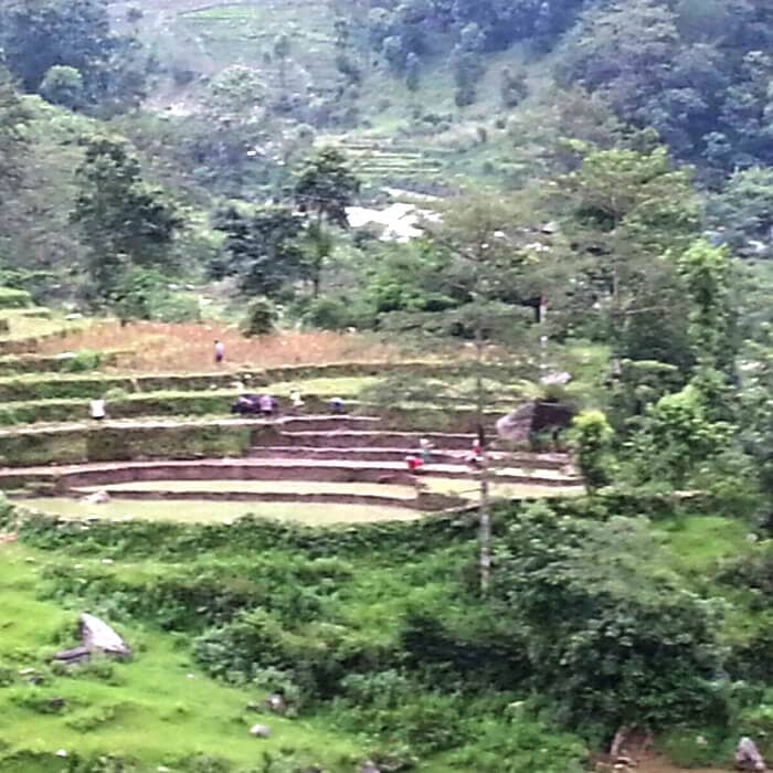 Rice Planting in Annapurna Region