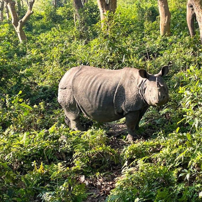One Horned Rhino in Chiwant Jungle safari program