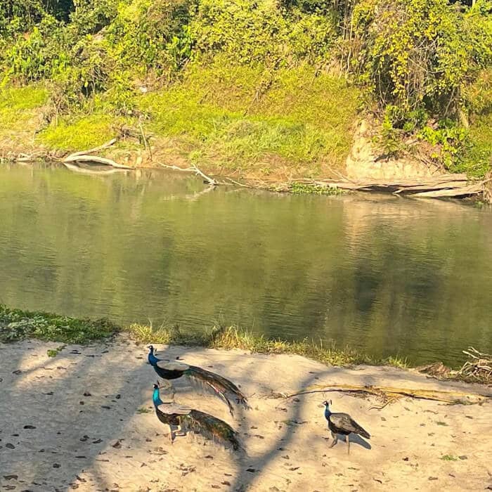 Peacock are walking bank of the Rapti while canoeing